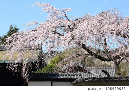 有栖川宮旧邸の枝垂れ桜 108429085