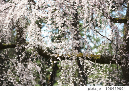京都御苑の枝垂れ桜 京都御苑の枝垂れ桜 108429094