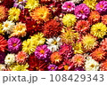 敷き詰めたダリア 108429343