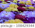 敷き詰めたダリア 108429344