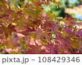 紅葉し始めたもみじ 108429346