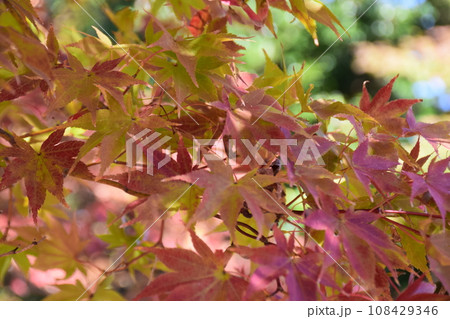 紅葉し始めたもみじ 紅葉し始めたもみじ 108429346