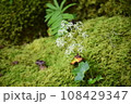 ダイモンジソウとコケ 108429347