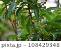 マンリョウ 108429348