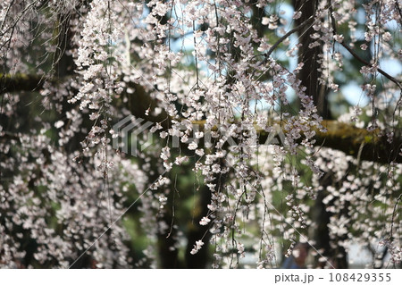 京都御苑の枝垂れ桜 108429355