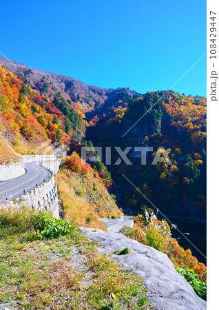 秋　紅葉　白山白川郷ホワイトロード 108429447