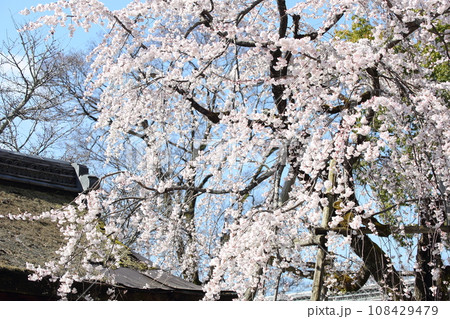 平野神社の枝垂れ桜 108429479