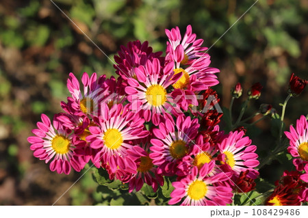 秋の庭に咲くピンク色のスプレーギクの花 108429486