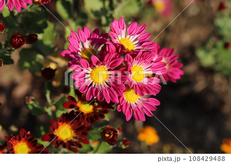 秋の庭に咲くピンク色のスプレーギクの花 108429488