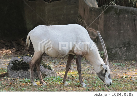 アラビアオリックス アラビアオリックス 108430388