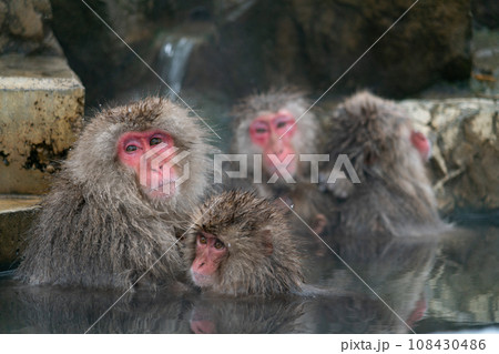 スノーモンキー 温泉に入るニホンザル 野猿公苑 スノーモンキー 温泉に入るニホンザル 野猿公苑 108430486