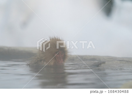 スノーモンキー 温泉に入るニホンザル 野猿公苑 スノーモンキー 温泉に入るニホンザル 野猿公苑 108430488