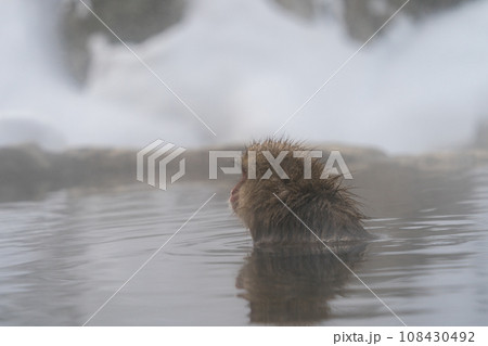 スノーモンキー　温泉に入るニホンザル　野猿公苑 108430492