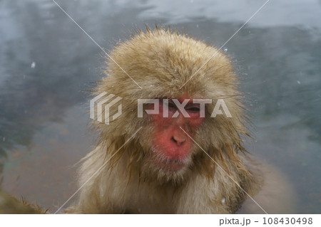 スノーモンキー　温泉に入るニホンザル　野猿公苑 108430498