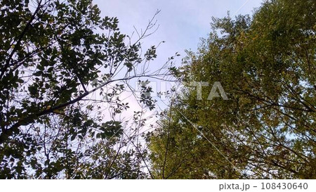 夏の夕焼けと新緑の木々 108430640