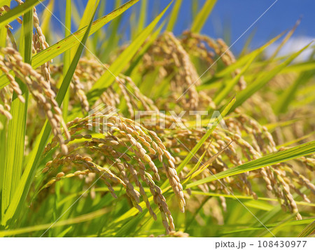 青空と実った稲穂 108430977