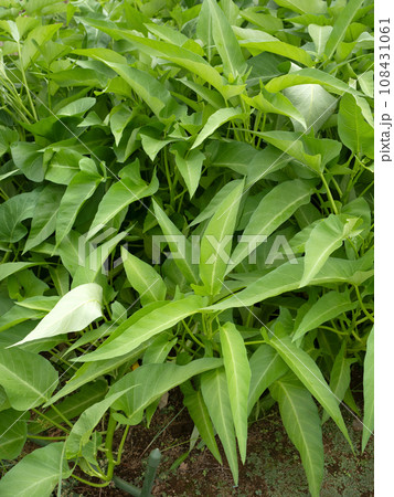 アサガオナの栽培 108431061