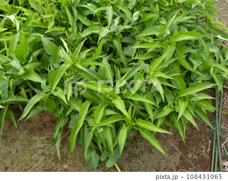 アサガオナの栽培 アサガオナの栽培 108431065