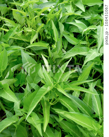 アサガオナの栽培 アサガオナの栽培 108431067