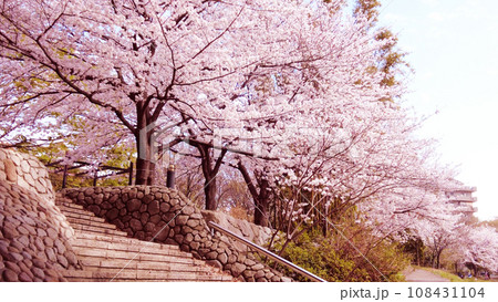 福岡那珂川の桜 福岡那珂川の桜 108431104