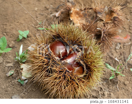 栗拾いイメージ 108431141