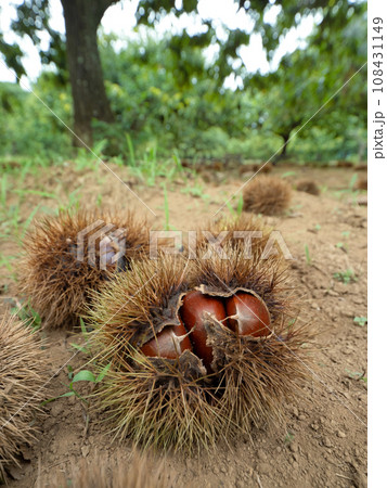 栗拾いイメージ 108431149