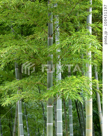 竹林 108431197