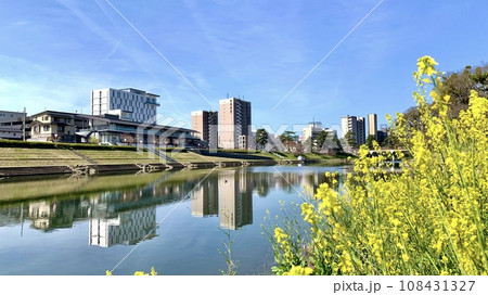 青空に映える満開の菜の花とオトリバーサイドテラス〈乙川河川敷/愛知県岡崎市〉 108431327