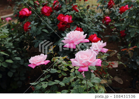 荒尾市　おもやい市民花壇　バラの花、 108431536