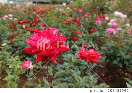 荒尾市 おもやい市民花壇 バラの花、 荒尾市 おもやい市民花壇 バラの花、 108431546