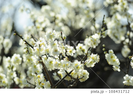 いつか見た梅の花 108431712