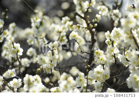 いつか見た梅の花 いつか見た梅の花 108431713