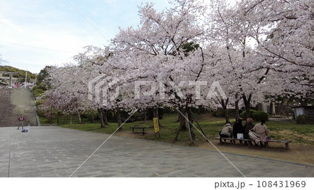 福岡西公園の桜 福岡西公園の桜 108431969