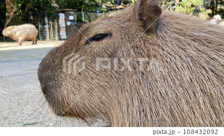 考え事をするカピバラの横顔 108432092