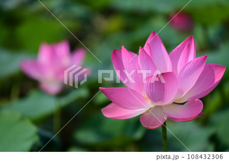 蓮華 108432306