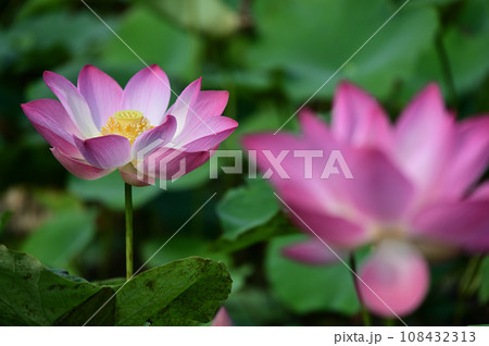 蓮華 蓮華 108432313