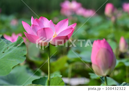蓮華 108432322