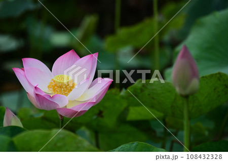 蓮華 蓮華 108432328
