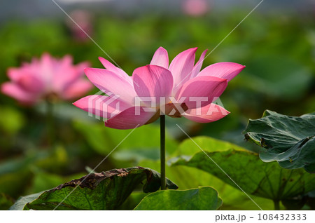 蓮華 蓮華 108432333