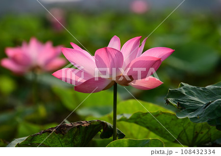 蓮華 蓮華 108432334