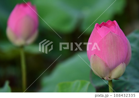 蓮華 蓮華 108432335
