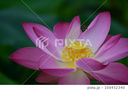 蓮華の蜂 蓮華の蜂 108432340