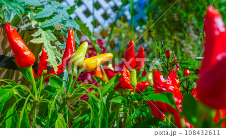 見た目が可愛い五色唐辛子 108432611