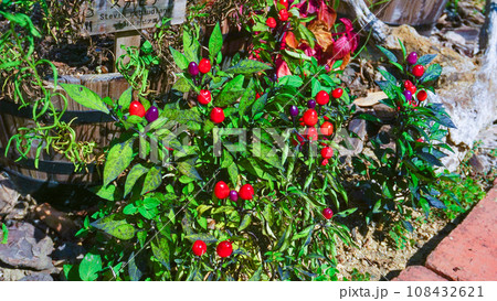 見た目が可愛い五色唐辛子 108432621