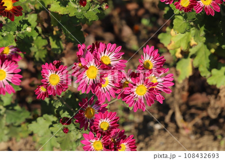 秋の庭に咲くピンク色のスプレーギクの花 108432693