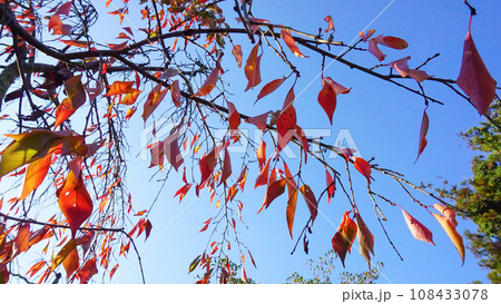 鮮やかに赤く紅葉する樹木 鮮やかに赤く紅葉する樹木 108433078