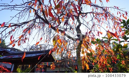 鮮やかに赤く紅葉する樹木 鮮やかに赤く紅葉する樹木 108433079