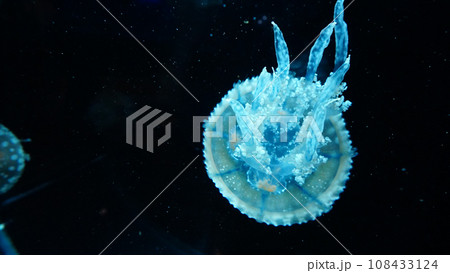 宍道湖の水族館で撮影したタコクラゲ 108433124