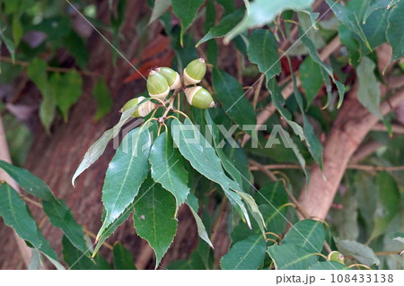 アラカシのどんぐり 108433138