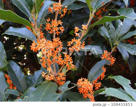 キンモクセイの花 108433853